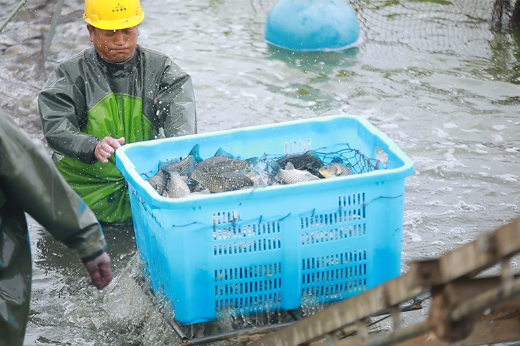 奥马资料今晚开什么